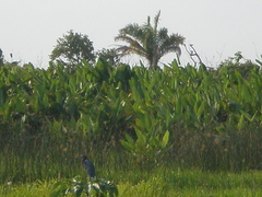 Egretta caerulea