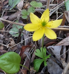 Anemonastrum richardsonii