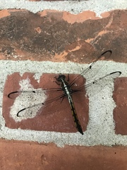 Libellula vibrans