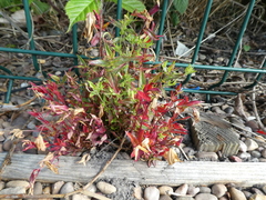 Angiospermae