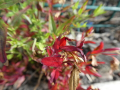 Angiospermae