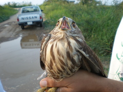 Rupornis magnirostris