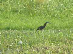 Tigrisoma mexicanum