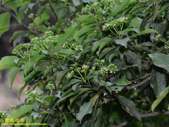 Dendropanax dentiger