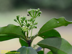 Dendropanax dentiger