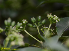 Dendropanax dentiger