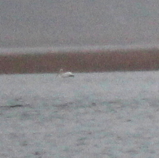 American White Pelican photographed in New Hampshire