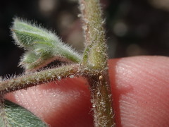 Indigofera tomentosa