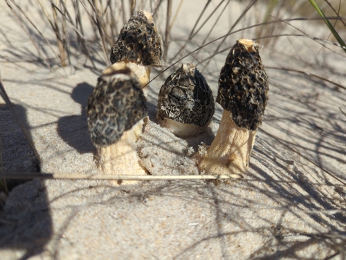 dune stinkhorn (Phallus hadriani)