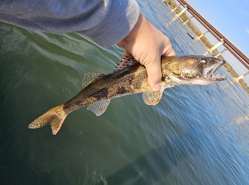 Pike perch (Sander canadensis) — Percidae — 3