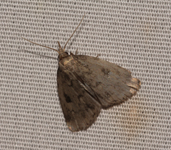 Parahypenodes quadralis