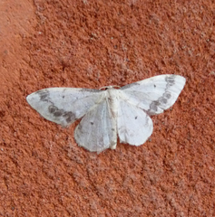 Idaea trigeminata