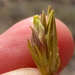 Cordylanthus ramosus - Photo (c) Matt Lavin, μερικά δικαιώματα διατηρούνται (CC BY-SA)
