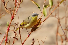 Ptilotula keartlandi