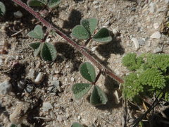 Indigofera tomentosa