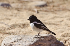 Hooded Robin photo 5