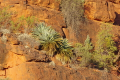 Macrozamia macdonnellii
