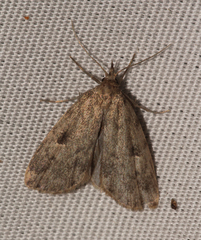 Parahypenodes quadralis