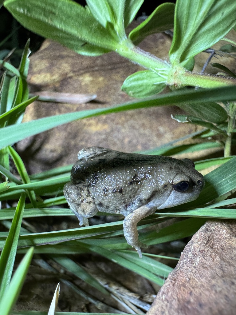 Marbled Globular Frog (Uperodon systoma)