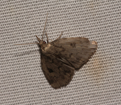 Parahypenodes quadralis