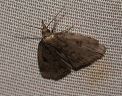 Parahypenodes quadralis