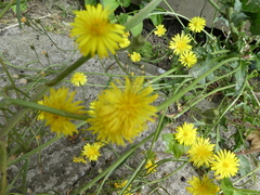 Cichorieae