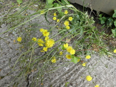 Cichorieae