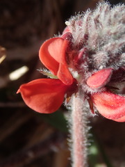 Indigofera tomentosa