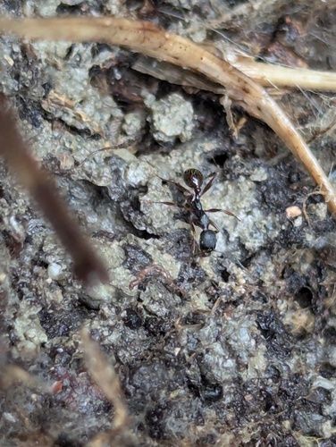 Aphaenogaster italicaAphaenogaster italica