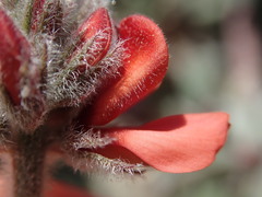 Indigofera tomentosa