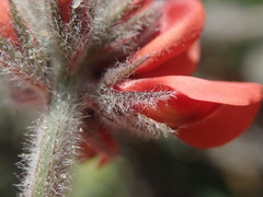 Indigofera tomentosa