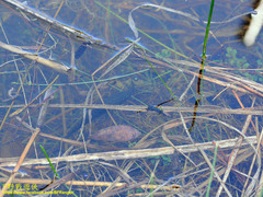 Channa striata