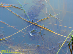Channa striata