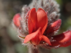 Indigofera tomentosa