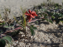 Indigofera tomentosa
