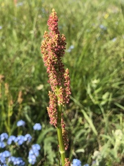 Rumex lapponicus