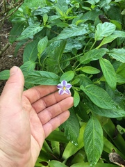 Solanum muricatum