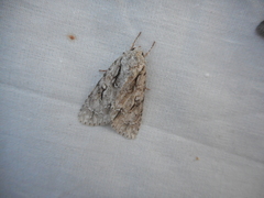 Acronicta lobeliae