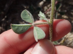 Indigofera tomentosa