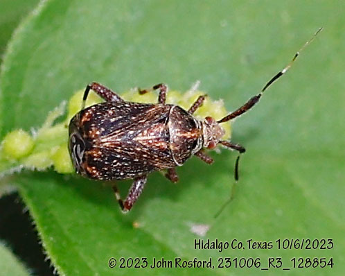 Lampethusa nicholi
