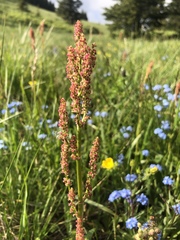 Rumex lapponicus
