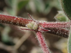 Indigofera tomentosa