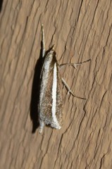 Carectocultus perstrialis