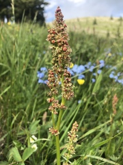 Rumex lapponicus