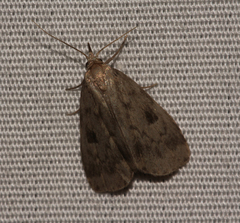 Parahypenodes quadralis