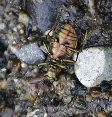 Elaphrus riparius