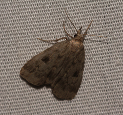 Parahypenodes quadralis