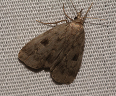 Parahypenodes quadralis