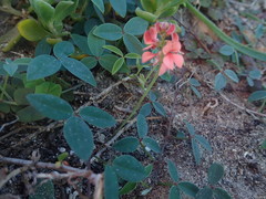 Indigofera sinusalgoae