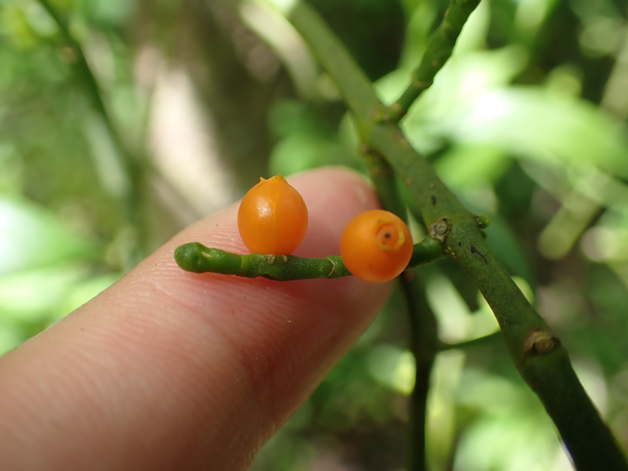 Phoradendron trinervium